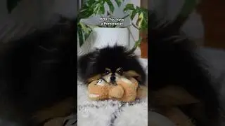 What it&rsquo;s like living with a Pomeranian 🙈 #pomeranian #dog #relatable