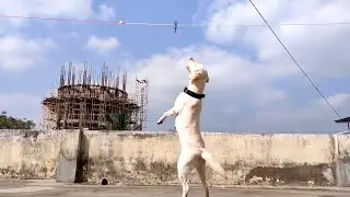 Labrador dog training video Fun moment with lab🤩