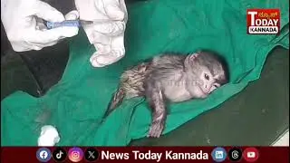 Special Treatment longur cub                      ಅಪಘಾತದಿಂದ ಗಾಯಗೊಂಡ ಲಂಗೂರ್ ಮರಿಗೆ ಚಿಕಿತ್ಸೆ