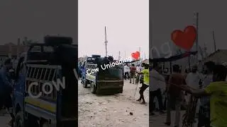 Cow unloading ❤️❤️ #shorts #cow #viral