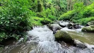 Feel inner comfort with peaceful river flow beside a serene woodland creek to bring deep rest