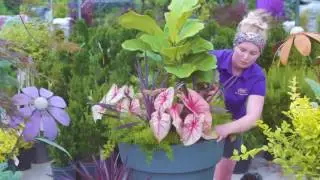 TERRA How To - Summer Planter
