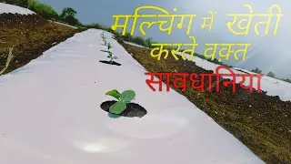 मल्चिंग मैं खेती करते वक़्त सावधानिया || precautions while growing crop in mulching( summer season)