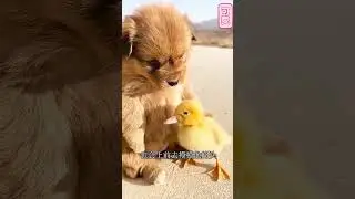 The Funniest Pet Videos   funnypets#petsdoingfunnythings#petcomedy#funnbloopers#petantics#petjokes