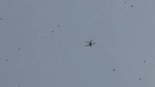 Locust large group flying
