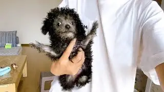 Abandoned and neglected:  abandoned by owner, epileptic puppy chooses to fight
