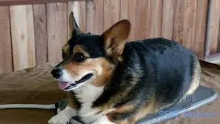 PEMF for Dogs with PEMF Therapy Solutions