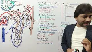Selective Reabsorption | Urine Formation Part 2 | Counter Current Multiplier | function of Nephron