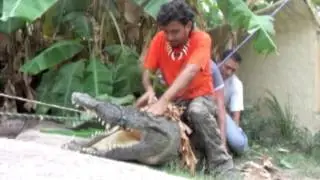 Cocodrilo Pto Vallarta 720p