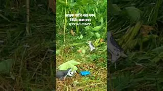 ruak bird trap handing.waterhen Bird trap.#shorts