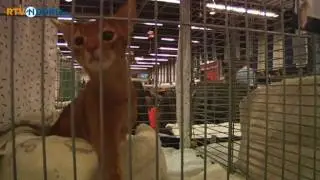 Mundikat Internationale Kattenshow Groningen