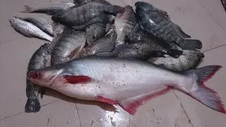 শীতের সকালে কেন মাছ আনা হলো ❤️❤️