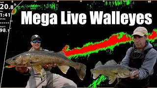 Mega Live Walleyes Fishing with Pro Angler!
