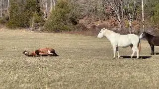 we found WILD HORSES in MISSOURI?!