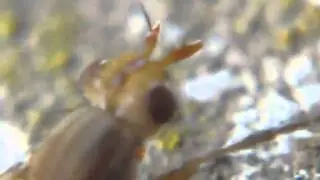 MYOPA  DORSALIS VIDEO MACRO - INSECTOS DE ARGENTINA