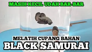Ikan cupang black samurai galak
