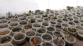 AVANCE SEGUNDA TEMPORADA HABLANDO DE CACTUS  RAUL DE LA TORRE