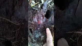 muy curio. el Escarabajo picudo como palmera 🌴