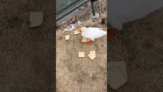 Feeding the ducks #outdoors #duck
