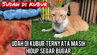Di Kira Mati 16 Hari di kubur Kucing Ini Masih Hidup Dan Segar Bugar ‼️