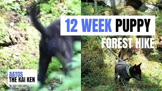 12-Week-Old Kai Ken Puppy&rsquo;s First Forest Adventure 🌲 | Synninlukko Gorge & Puppy Playdate