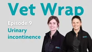 Vet Wrap Episode 9 Urinary incontinence, case discussion