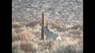 Mule Deer Destroys fence post
