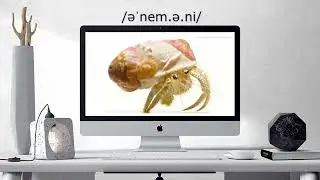 How to pronounce Anemone | Anemone pronunciation (different voices / accents)