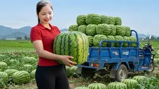 REWIND TIMELAPSE &mdash; Harvesting 1000+ Black Beauty Watermelon Goes To Market Sell, Guava Orchard Care