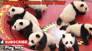 29 Panda Babies Send Chinese New Year Blessings | iPanda