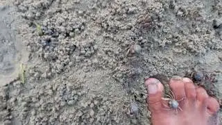 Strange looking army of crablets on a low tide..