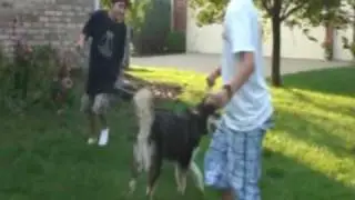 Dog VS. Predator