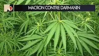 VID&Eacute;O PILOTE / Le cannabis, un sujet politique ?
