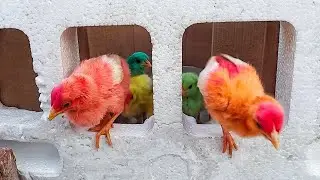 Sub chuzay bhag gay || chotty vloggers channel || chicks and birds || daily vlogs