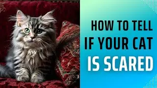How To Tell If Your Cat Is Scared (Signs Your Cat Is Afraid)