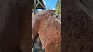 A SUPER SATISFYING Deshedding Of Mr. Wilde