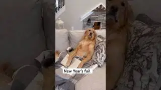 My dog helped me keep my New Year&rsquo;s resolutions￼!