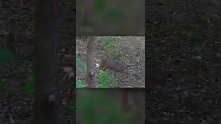 Epic Buck Encounter: Chasing & Grunting Action