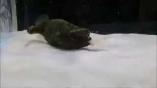 Brown Puffer (Monotrete Turgidus) Feeding