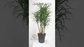 Драцена Аніта вертакт