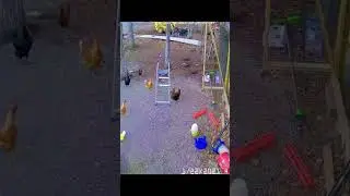 Raccoon hunting chicken #shorts