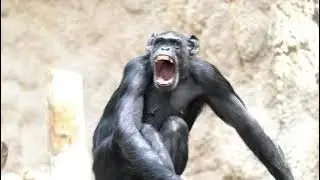 Chimpanzee,tired,yawning,Zoo Videos,Zoo Leipzig,