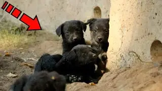 Когда женщина увидела в каком состоянии щенята она расплакалась!