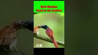 bird feed his baby🐦💖 #shorts #birdfeeding #bis7ven