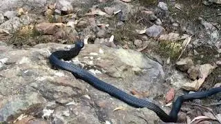 Another Snake Whilst prospecting, 5ft Long Tiger Snake