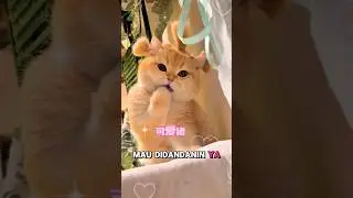 Si kucing oyen imut 😻 #shorts