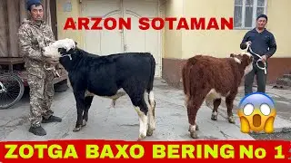 ARZONCHI QAYTTI 😱😱😱#angus #avlikol #animals #smental #cow #cownutrition #qashqirlarmakonipistirma 