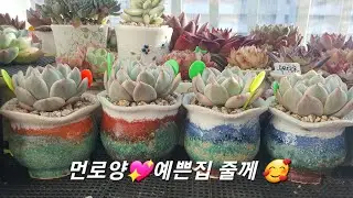 쪼꼬미 #먼로금 예쁜 #란다자리분 이사  #프리티다육