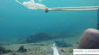 Dicky Beach, fish in the surf zone