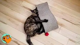19-Year-Old Cat Still Plays Like Tiny Kitten | Cuddle Buddies